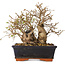 Carpinus coreana, 18 cm, ± 30 jaar oud