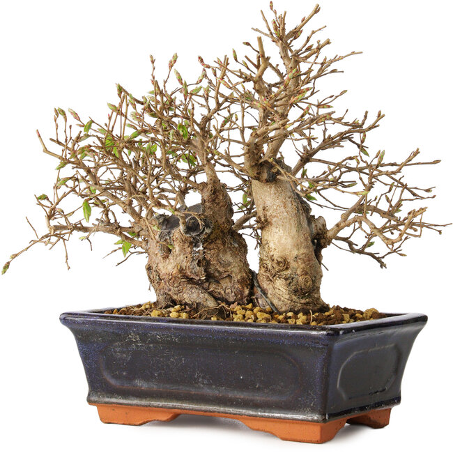 Carpinus coreana, 18 cm, ± 30 años