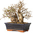 Carpinus coreana, 18 cm, ± 30 jaar oud