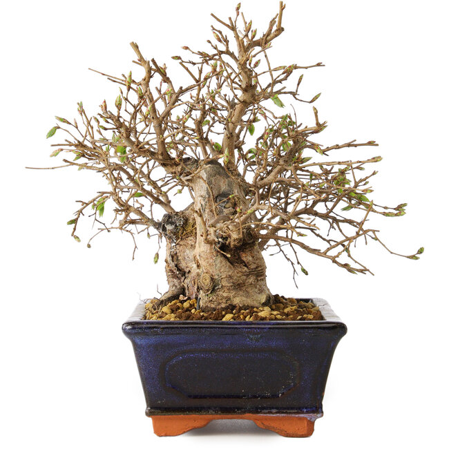 Carpinus coreana, 18 cm, ± 30 Jahre alt