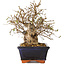 Carpinus coreana, 18 cm, ± 30 jaar oud