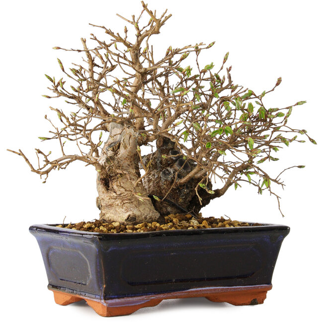 Carpinus coreana, 18 cm, ± 30 años