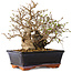 Carpinus coreana, 18 cm, ± 30 jaar oud