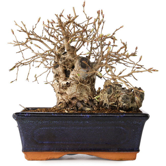 Carpinus coreana, 14 cm, ± 20 jaar oud