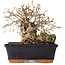 Carpinus coreana, 14 cm, ± 20 jaar oud