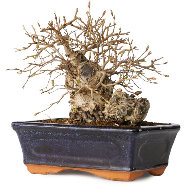 Carpinus coreana, 14 cm, ± 20 Jahre alt