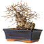 Carpinus coreana, 14 cm, ± 20 jaar oud