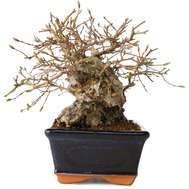 Carpinus coreana, 14 cm, ± 20 years old