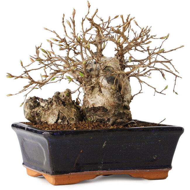 Carpinus coreana, 14 cm, ± 20 Jahre alt