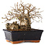 Carpinus coreana, 14 cm, ± 20 jaar oud