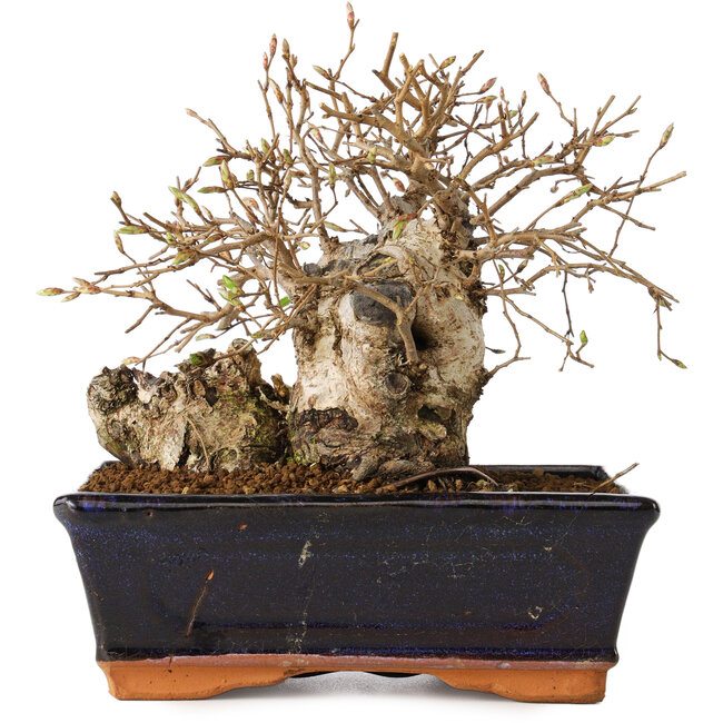 Carpinus coreana, 14 cm, ± 20 años