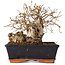 Carpinus coreana, 14 cm, ± 20 jaar oud