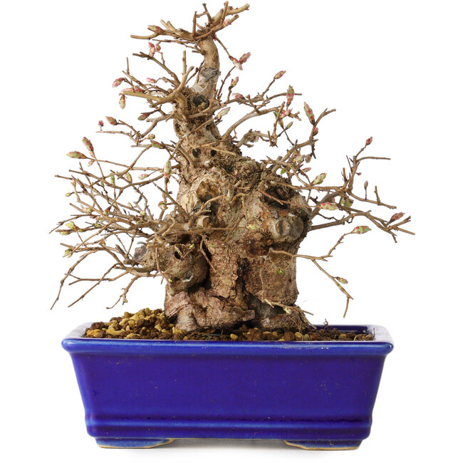Carpinus coreana, 18 cm, ± 30 jaar oud