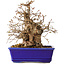 Carpinus coreana, 18 cm, ± 30 jaar oud