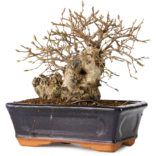 Carpinus coreana, 14 cm, ± 20 años