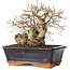 Carpinus coreana, 14 cm, ± 20 jaar oud