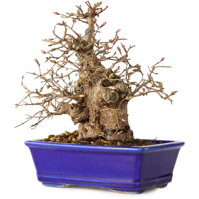Carpinus coreana, 18 cm, ± 30 años