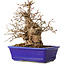 Carpinus coreana, 18 cm, ± 30 jaar oud