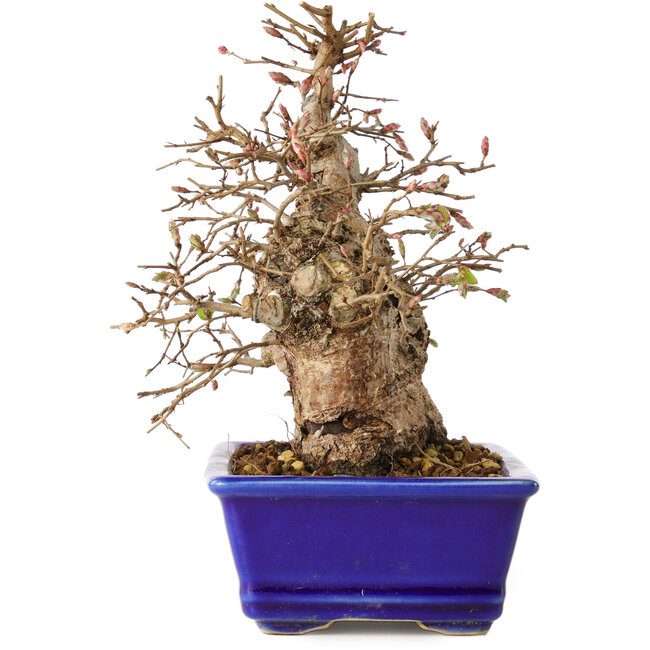 Carpinus coreana, 18 cm, ± 30 jaar oud