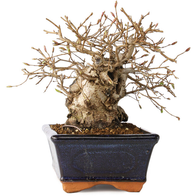 Carpinus coreana, 14 cm, ± 20 ans