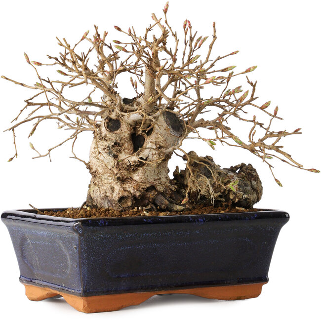 Carpinus coreana, 14 cm, ± 20 anni