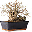 Carpinus coreana, 14 cm, ± 20 jaar oud