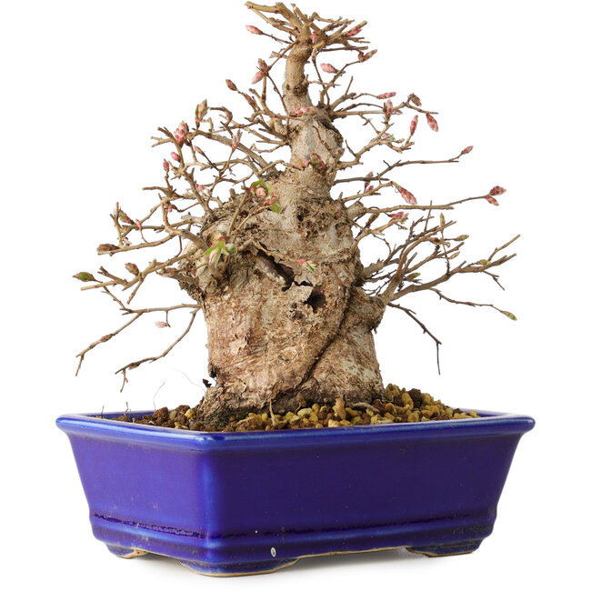 Carpinus coreana, 18 cm, ± 30 jaar oud