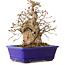 Carpinus coreana, 18 cm, ± 30 jaar oud