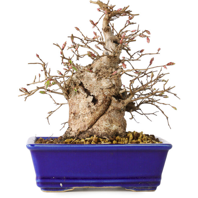 Carpinus coreana, 18 cm, ± 30 años