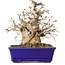 Carpinus coreana, 18 cm, ± 30 jaar oud