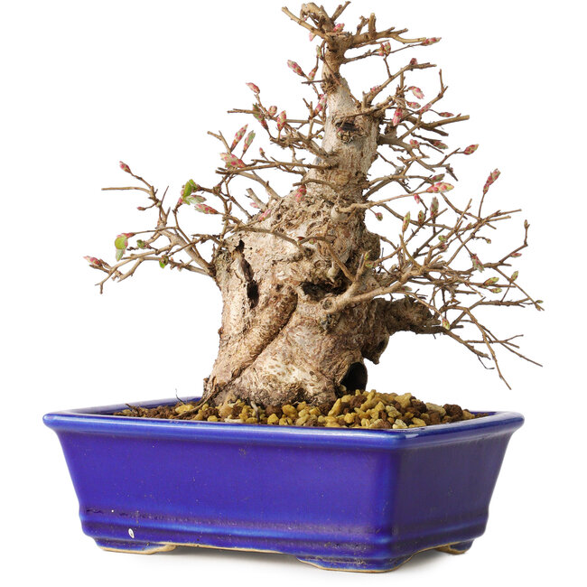 Carpinus coreana, 18 cm, ± 30 anni