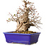 Carpinus coreana, 18 cm, ± 30 jaar oud