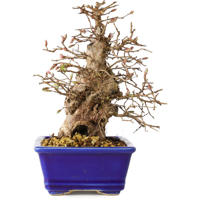 Carpinus coreana, 18 cm, ± 30 años
