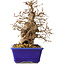 Carpinus coreana, 18 cm, ± 30 Jahre alt