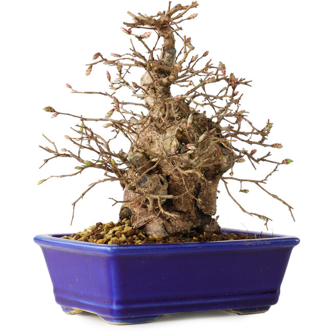 Carpinus coreana, 18 cm, ± 30 jaar oud