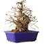 Carpinus coreana, 18 cm, ± 30 jaar oud