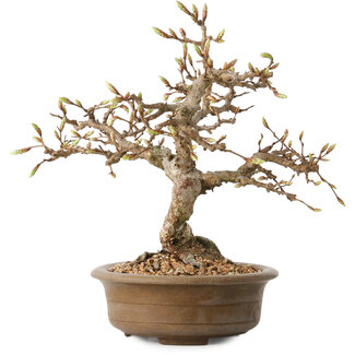 Carpinus coreana, 20 cm, ± 15 jaar oud