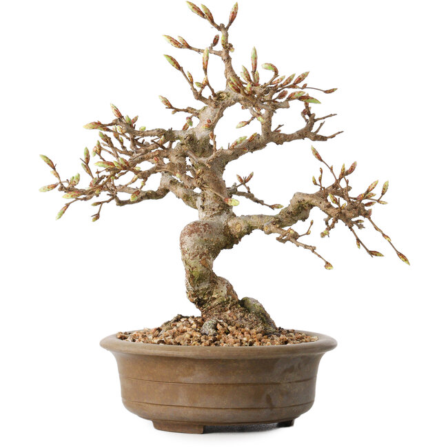 Carpinus coreana, 20 cm, ± 15 jaar oud