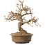Carpinus coreana, 20 cm, ± 15 anni