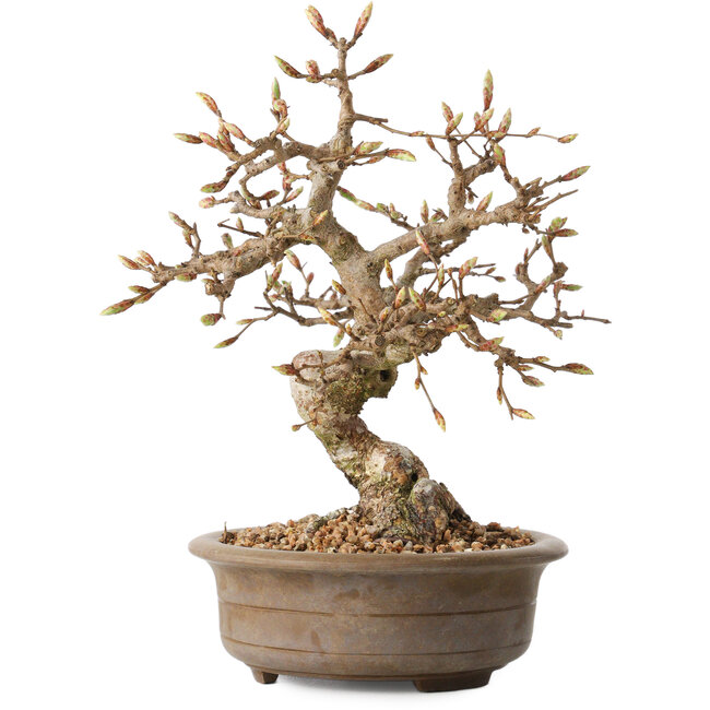 Carpinus coreana, 20 cm, ± 15 jaar oud