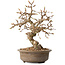 Carpinus coreana, 20 cm, ± 15 jaar oud