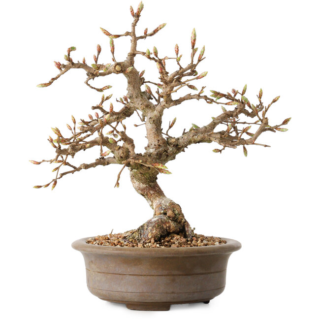 Carpinus coreana, 20 cm, ± 15 jaar oud