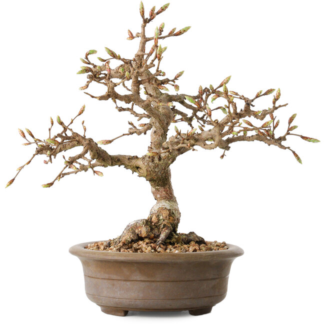 Carpinus coreana, 20 cm, ± 15 años