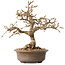 Carpinus coreana, 20 cm, ± 15 jaar oud
