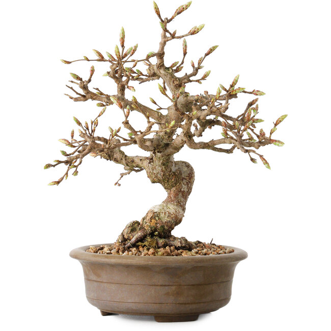 Carpinus coreana, 20 cm, ± 15 ans