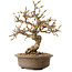 Carpinus coreana, 20 cm, ± 15 jaar oud