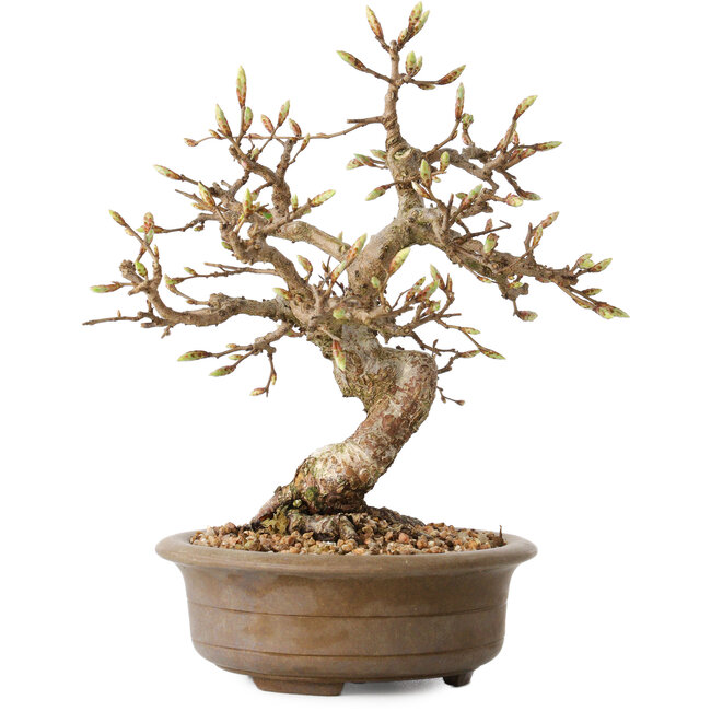 Carpinus coreana, 20 cm, ± 15 jaar oud