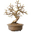 Carpinus coreana, 20 cm, ± 15 jaar oud