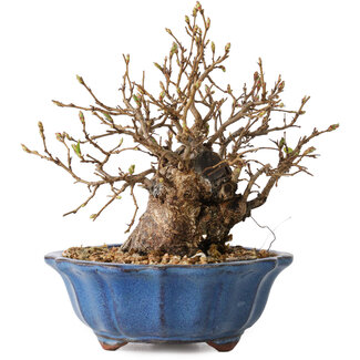 Carpinus coreana, 15 cm, ± 20 jaar oud