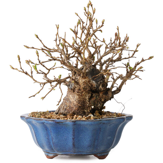 Carpinus coreana, 15 cm, ± 20 jaar oud